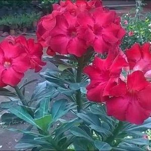 Meet your Posher, Romelia